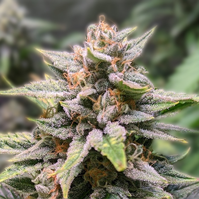 The Ultimate Guide to Choosing Quality Weed Seeds BC