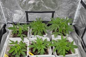 The Ultimate Guide to Choosing Quality Weed Seeds BC